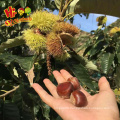 high quality hebei kuancheng chestnut